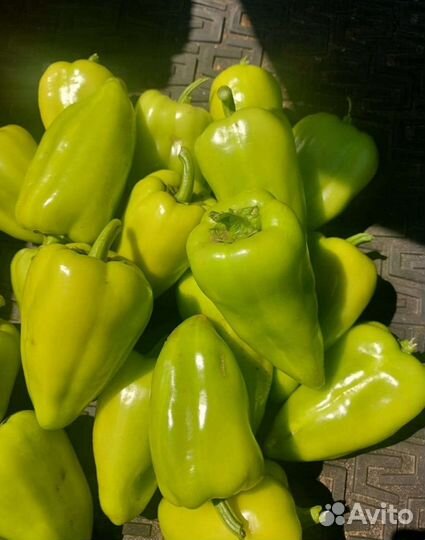 Перец Ласточка оптом
