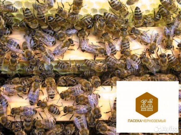 Пчелопакеты 2025