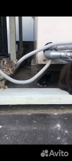 Кошка кот котёнок чёрный белый серый дымчатый бесп