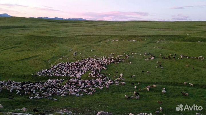 Баранина/ягнятина