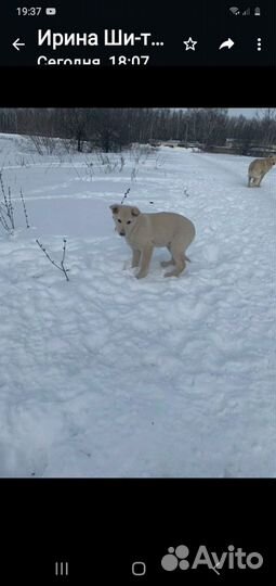 Собака в добрые руки отдам бесплатно