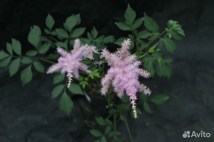 Астильба Арендса Америка