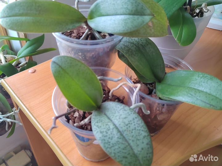 Орхидея Парфюмерная фабрика