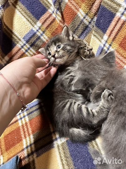 Котята мейн-кун