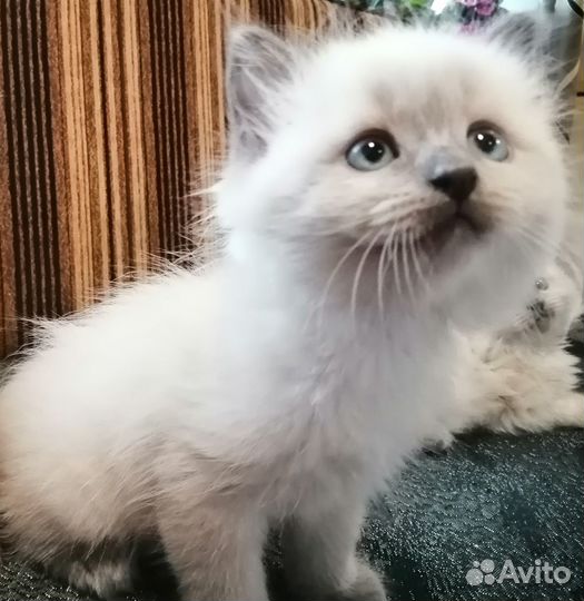 Пушистое голубоглазое чудо