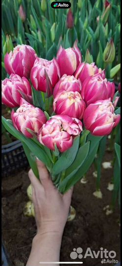 Букет цветов