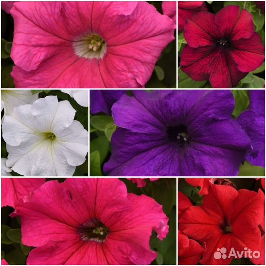 Набор петуний, серия Суперкаскад