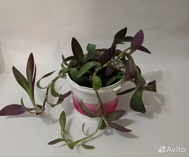 Сеткреазия пурпурная