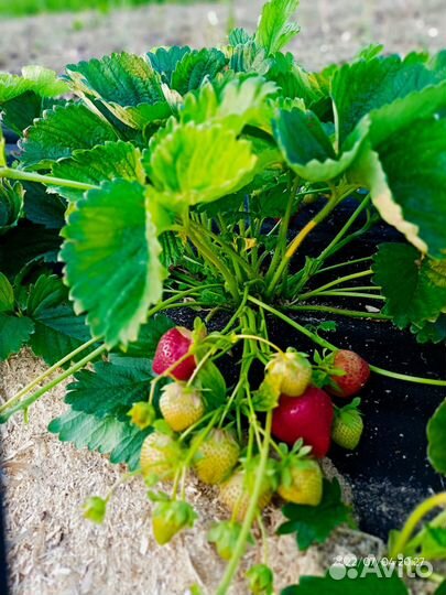 Клубника 49 ранних сортов