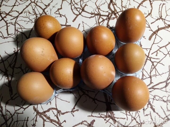 Продам домашние куриные яйца