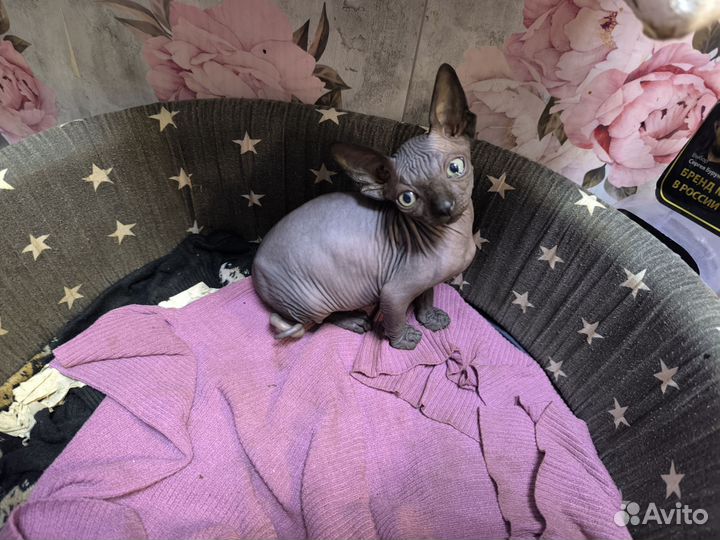 Канадский сфинкс котенок