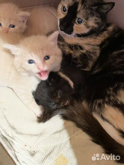 Котята ищут свою семью
