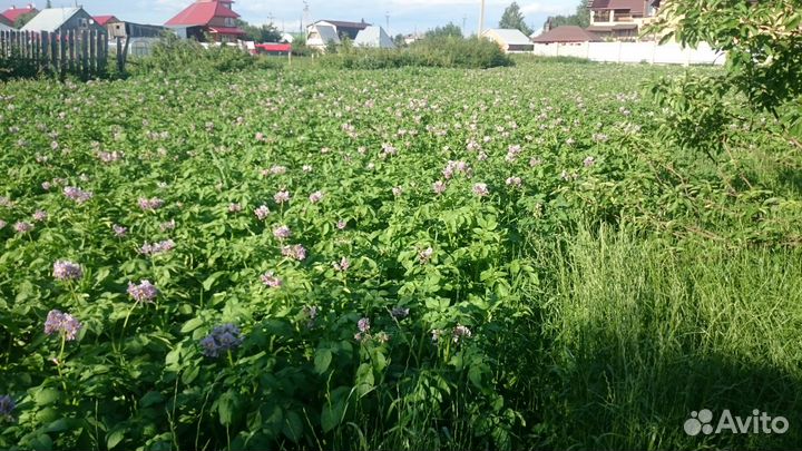 Картофель домашний