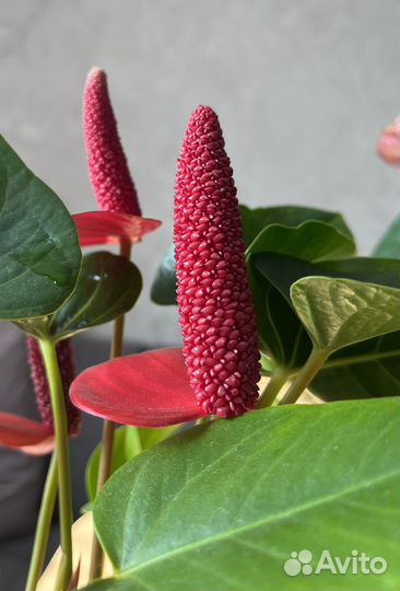 Антуриум Алтимо