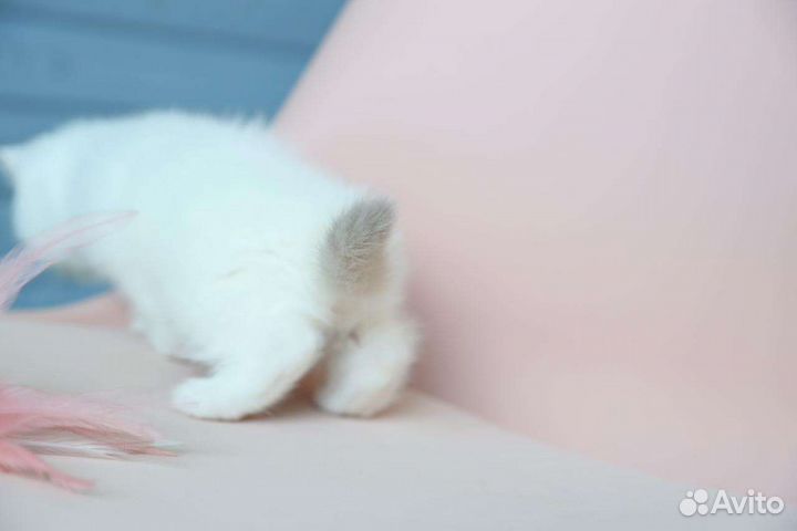 Очаровательный британский мальчик