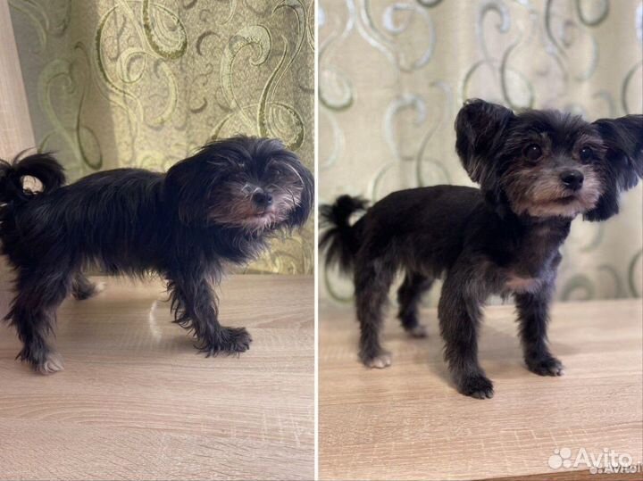 Стрижка собак и кошек