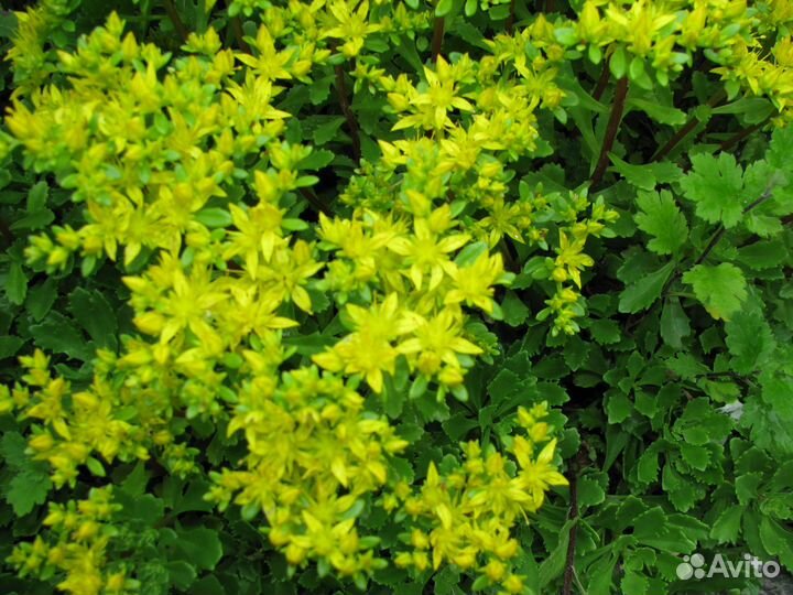 Многолетники для альпийской горки