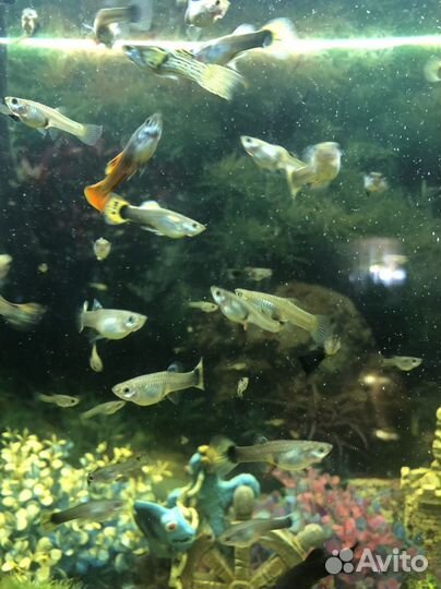 Аквариумные рыбки