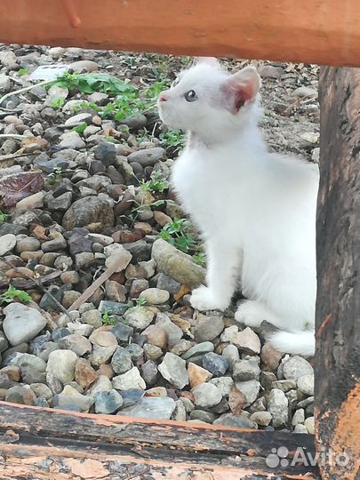 Отдам бесплатно котёнка (девочка)