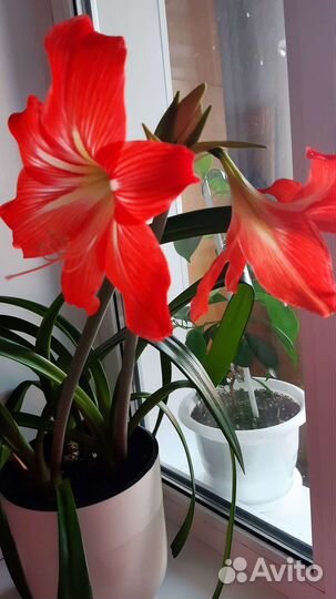 Продам цветы амариллис