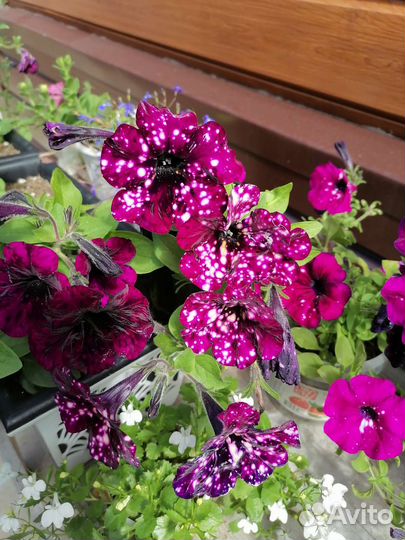 Вегетативная петуния