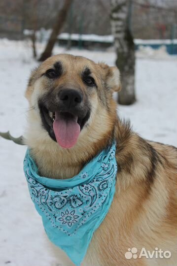 Ласковая девочка Винки грустит в приюте