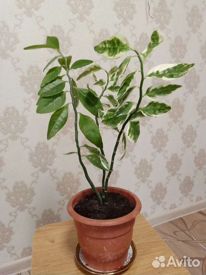 Фикус педилантус