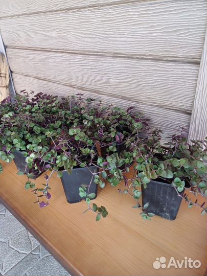 Саженцы Каллизии