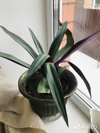 Комнатные цветы традесканция