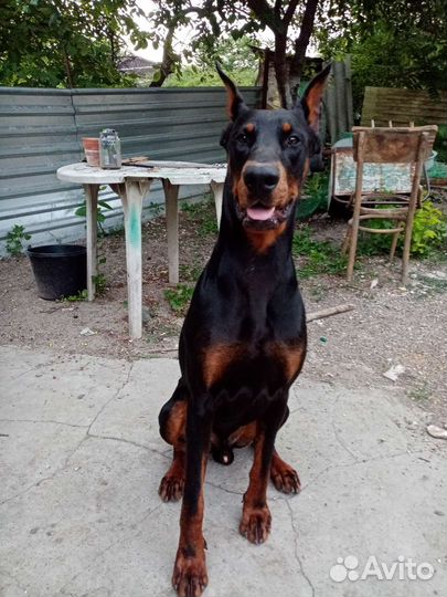 Доберман вязка, так же для фотосессии