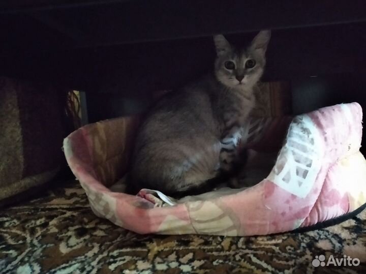 Кошки в добрые руки