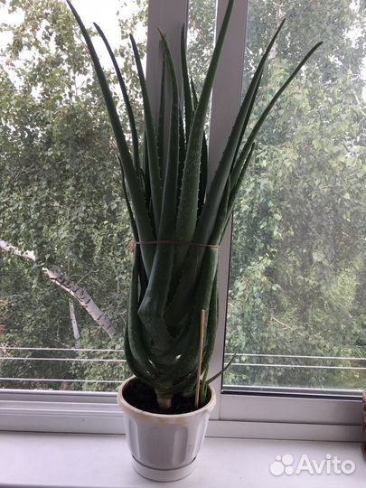 Алоэ лечебный