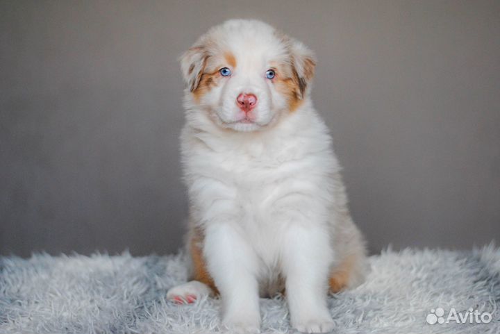 Щенки австралийской овчарки (аусси)