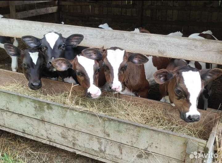 Телята бычки и телочки