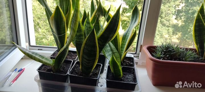 Сансевиерия Щучий хвост