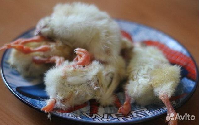 Суточные цыплят на корм животным