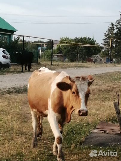 Корова дойная