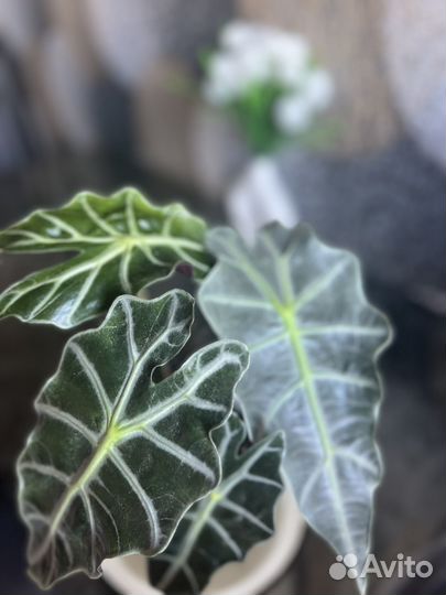 Алоказия бамбино