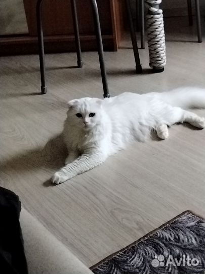 Шотландский вислоухий кот ищет кошку для вязки