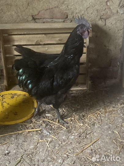 Продам молодых петухов