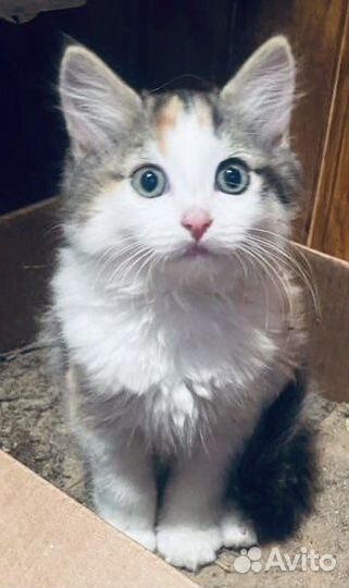 Малышка трехцветная Ася ищет семью