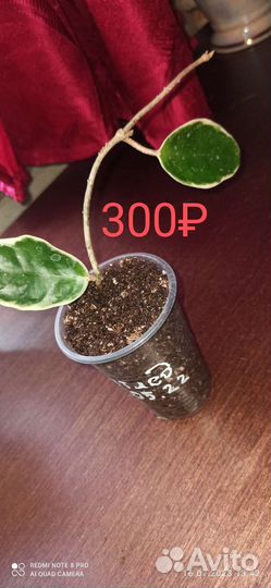 Хойя Карноза