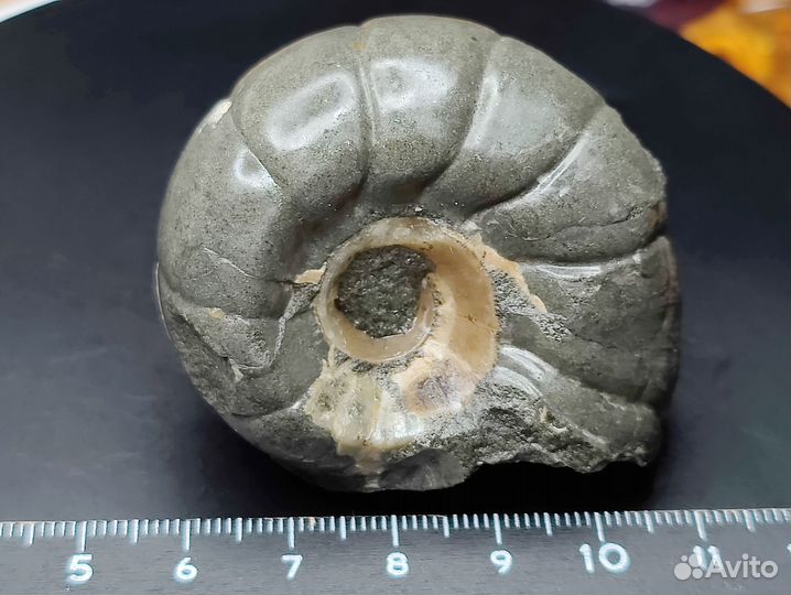 Аммонит Jaubertella