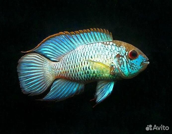 Хромис красавец пара.улитки,грунт