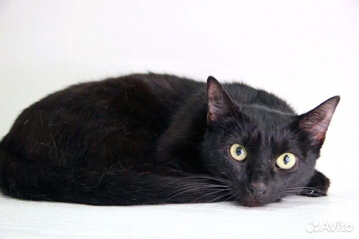 Кошка котенок черная