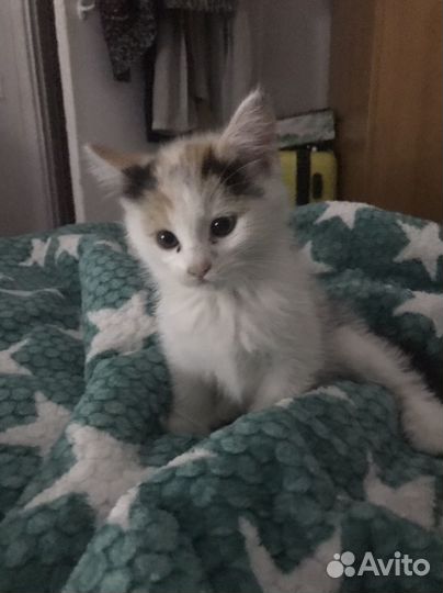 Котята в добрые руки бесплатно