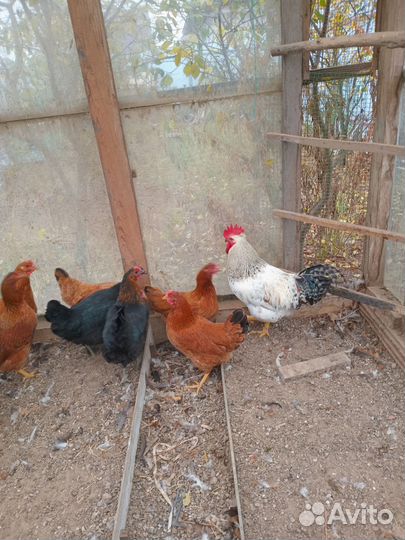 Продаются 2 петуха -4,5 мес
