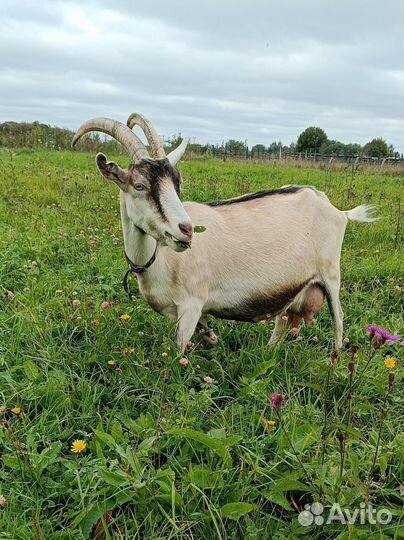 Коза дойная