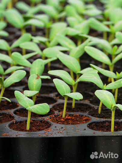 Кокосовый субстрат для растений и террариум торф