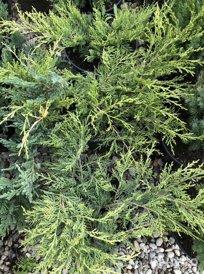 Желтые можжевельники